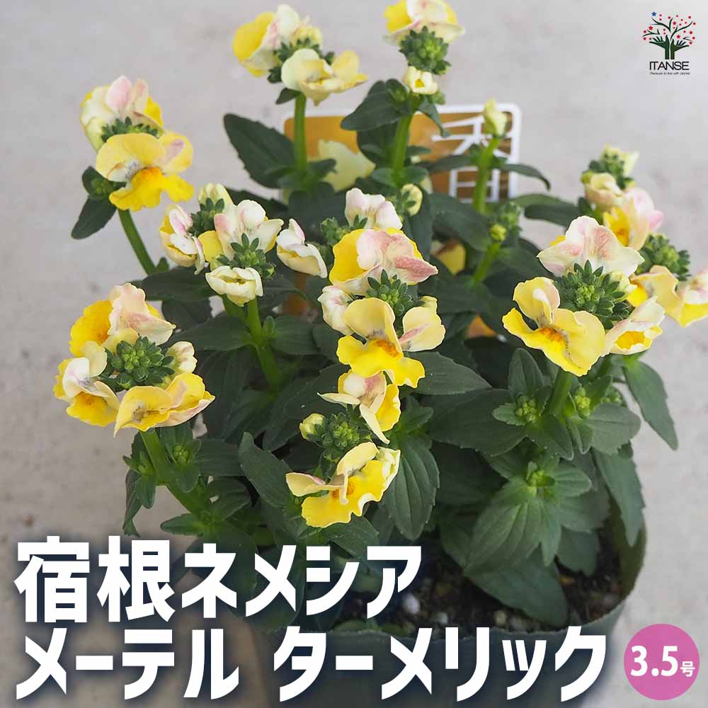 宿根ネメシア メーテル ターメリック 【花苗 3.5号ポット】