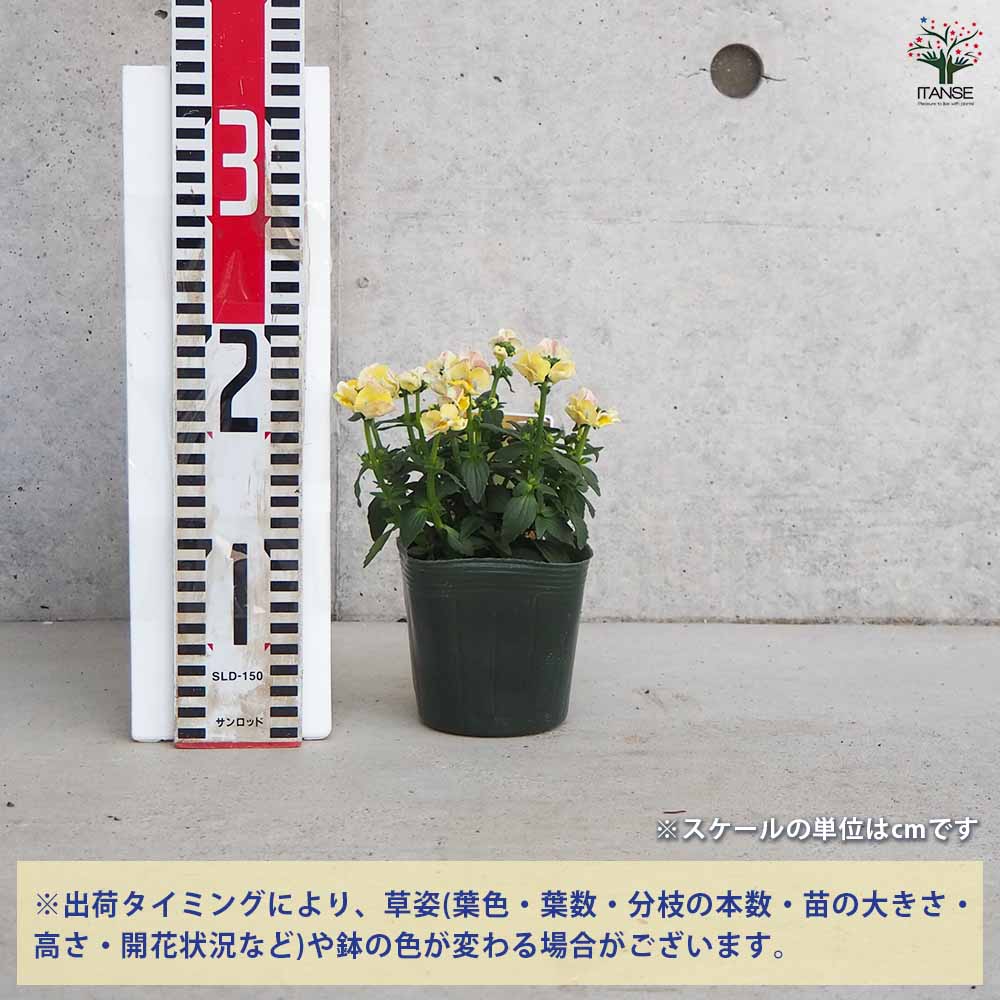 宿根ネメシア メーテル ターメリック 【花苗 3.5号ポット】