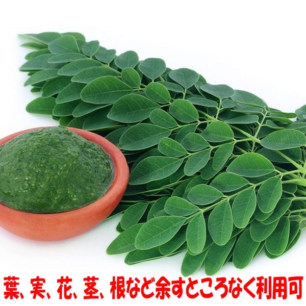 国産 モリンガ 抜き苗 20株 詰め合わせ A 国産 モリンガ 抜き苗 20株