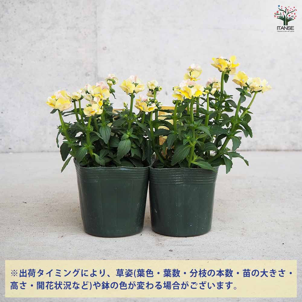 宿根ネメシア メーテル ターメリック 【花苗 3.5号ポット】