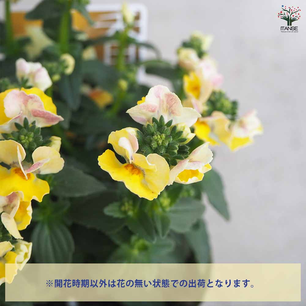 宿根ネメシア メーテル ターメリック 【花苗 3.5号ポット】