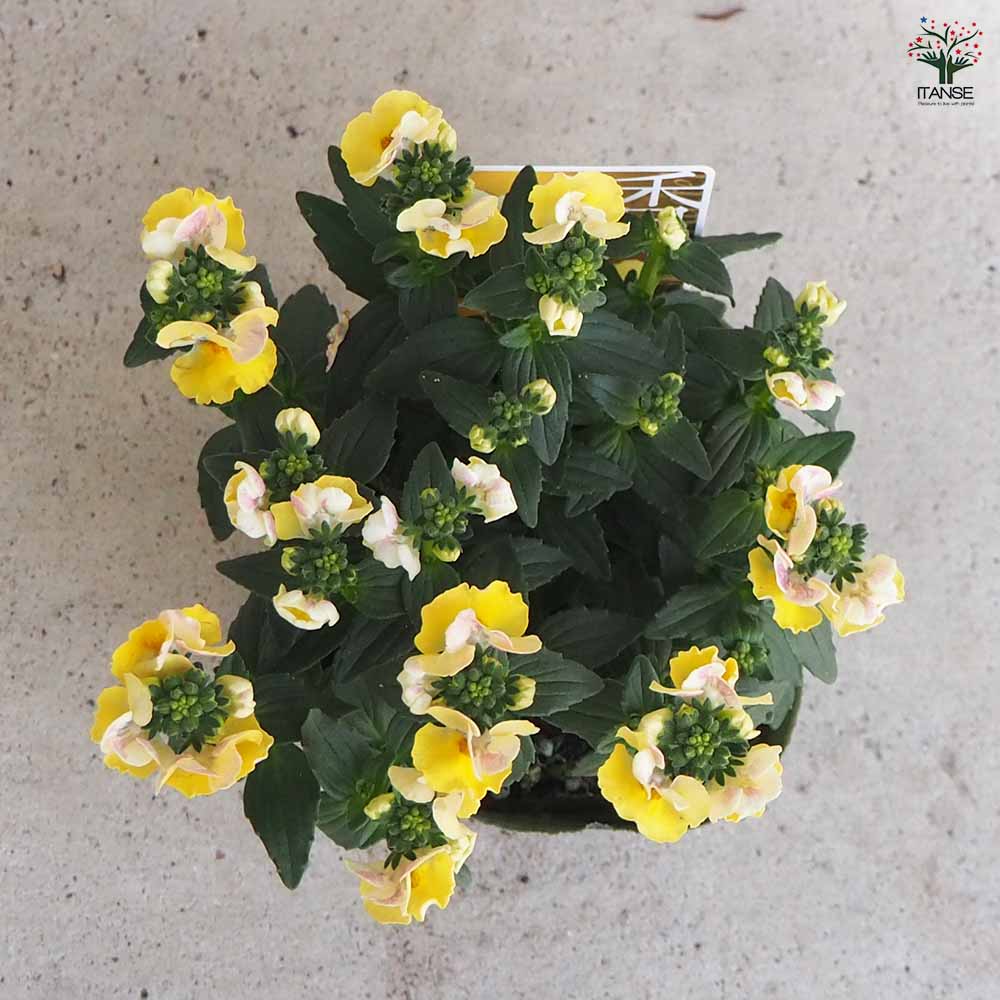 宿根ネメシア メーテル ターメリック 【花苗 3.5号ポット】