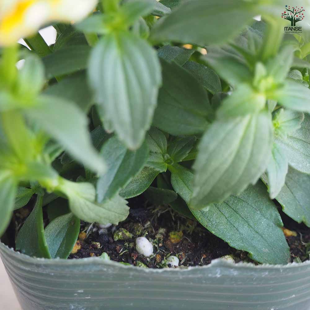 宿根ネメシア メーテル ターメリック 【花苗 3.5号ポット】