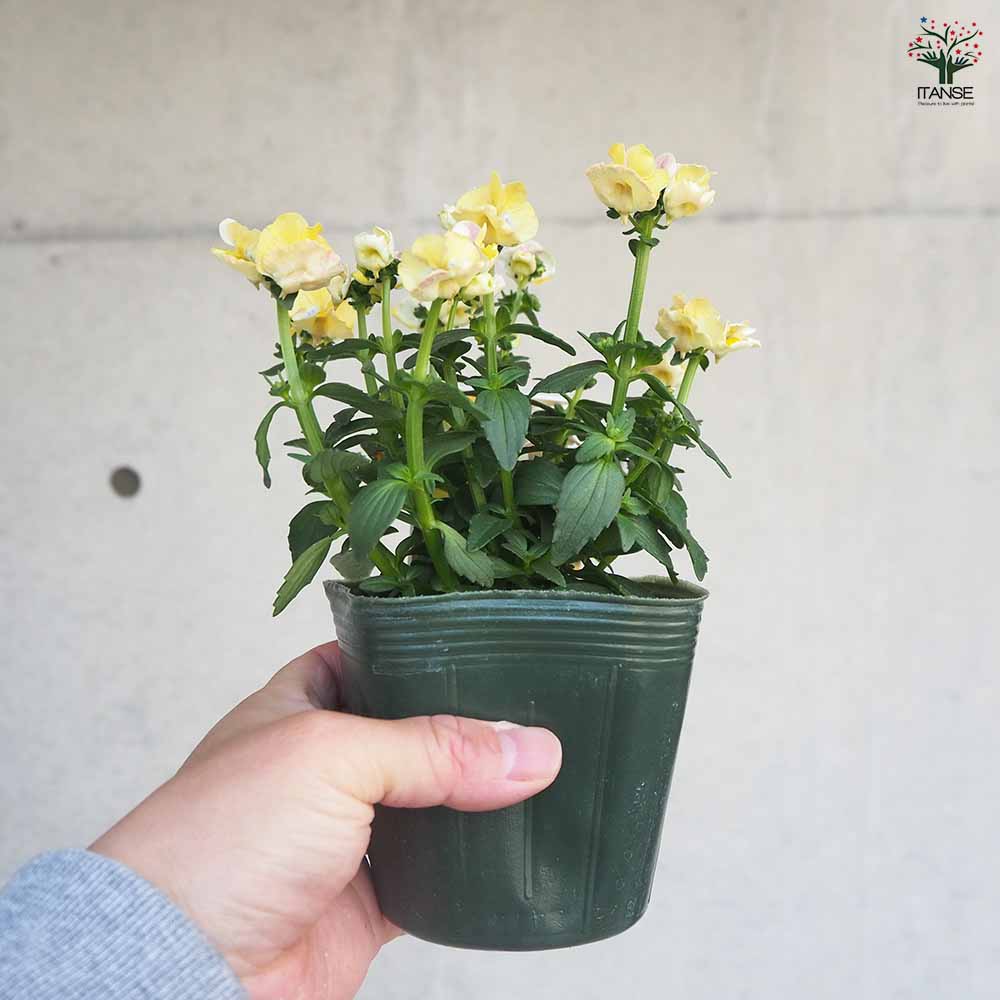 宿根ネメシア メーテル ターメリック 【花苗 3.5号ポット】