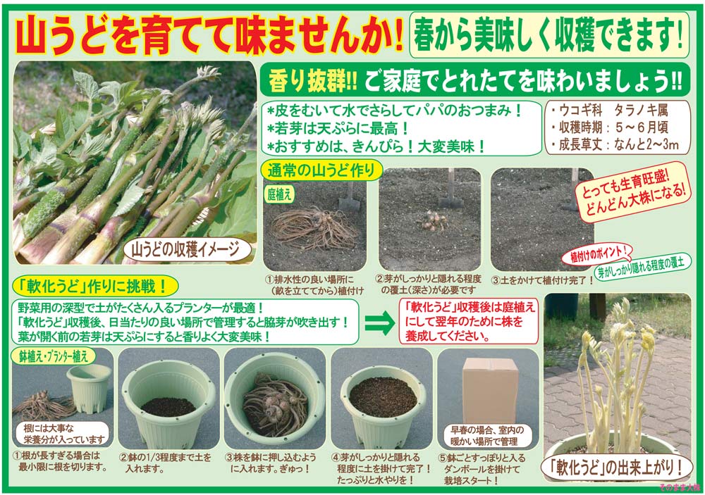黒部産 巨根！天然うど ウド 発芽開始！苗株 最長≒480㎜ 重量≒8,400g 楽天市場】ウド 苗 株の通販 栽培キット