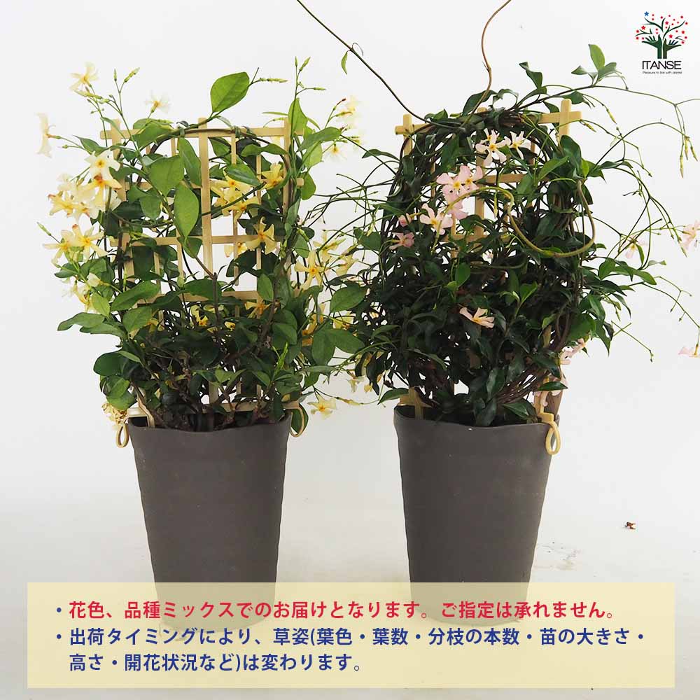 ジャスミン スターフレグランス 【花木苗 5号鉢／1個売り】｜ 【植物の