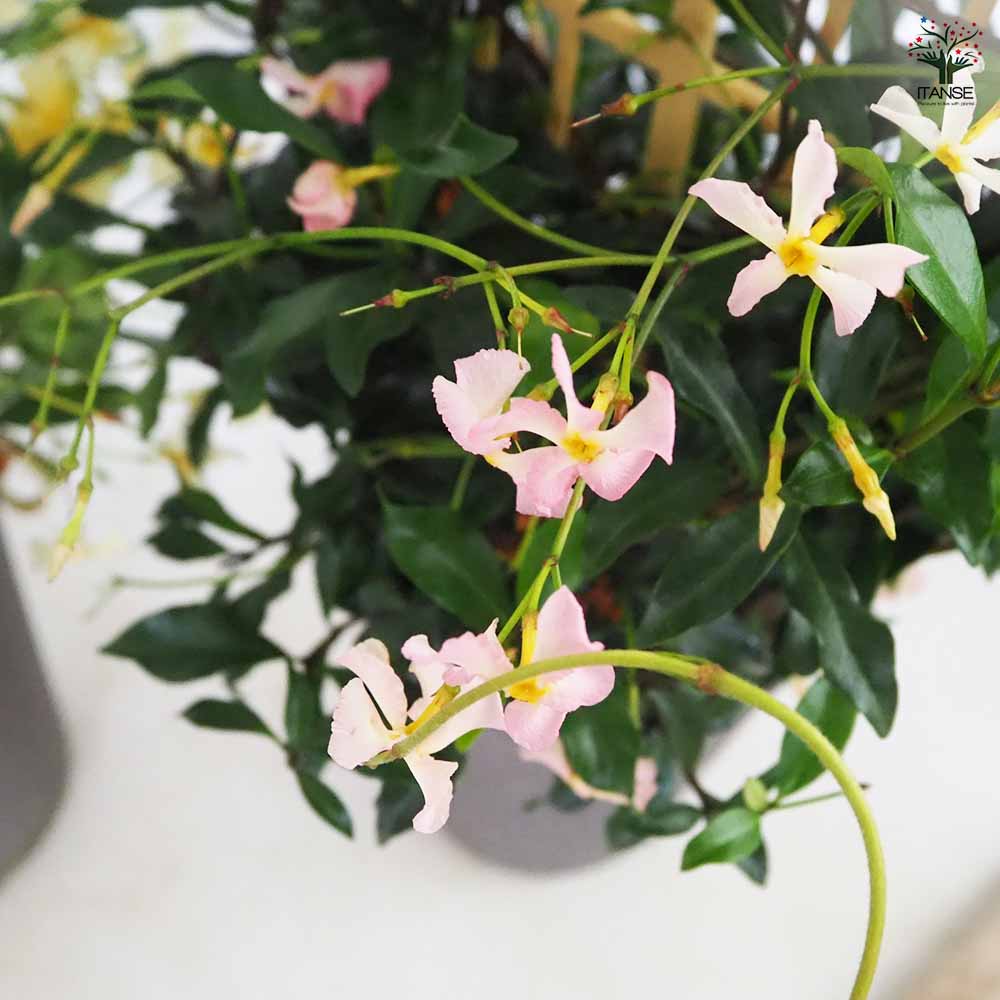 ジャスミン スターフレグランス 【花木苗 5号鉢／1個売り】｜ 【植物の
