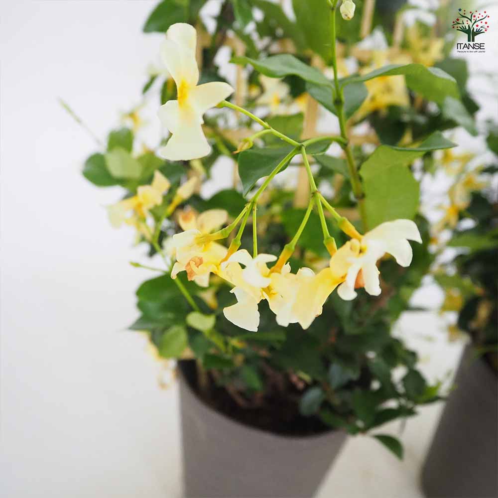 ジャスミン スターフレグランス 【花木苗 5号鉢／1個売り】｜ 【植物の