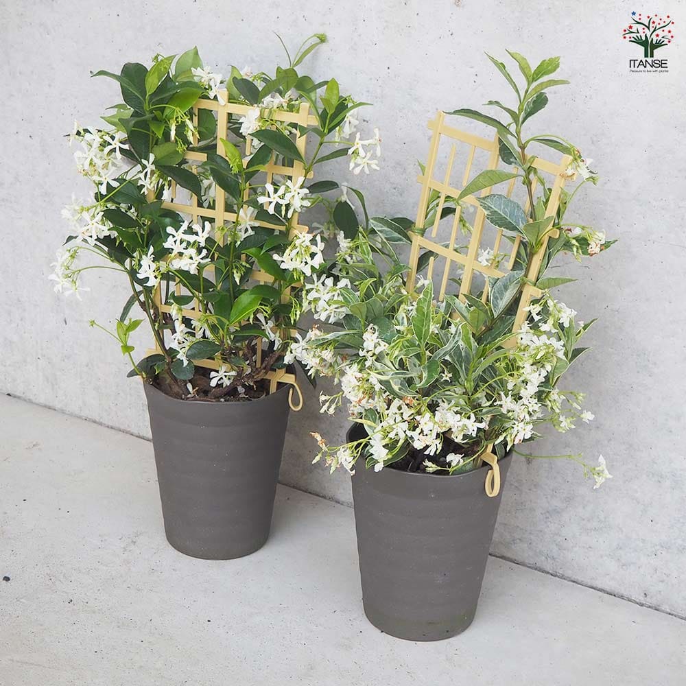ジャスミン スターフレグランス 【花木苗 5号鉢／1個売り】｜ 【植物の