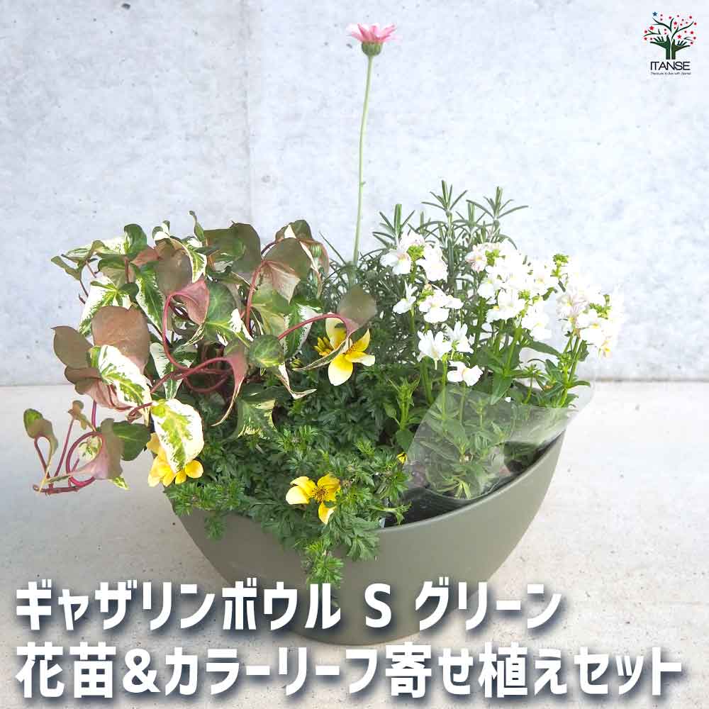 ギャザリン ボウル グリーン 【資材 Sサイズ 季節の花苗＆カラーリーフ寄せ植え風 投げ込みBセット】