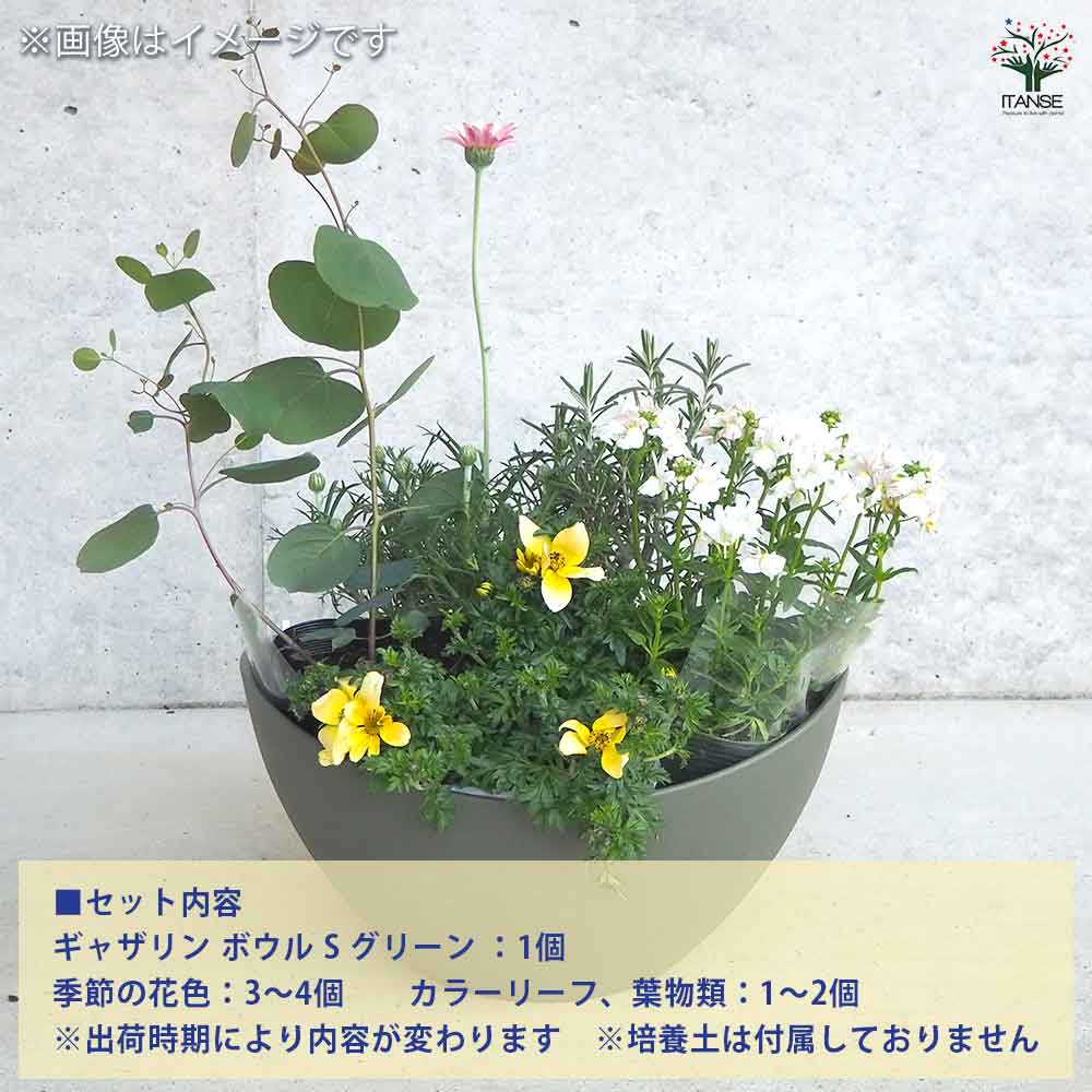 ギャザリン ボウル グリーン 【資材 Sサイズ 季節の花苗＆カラーリーフ寄せ植え風 投げ込みBセット】