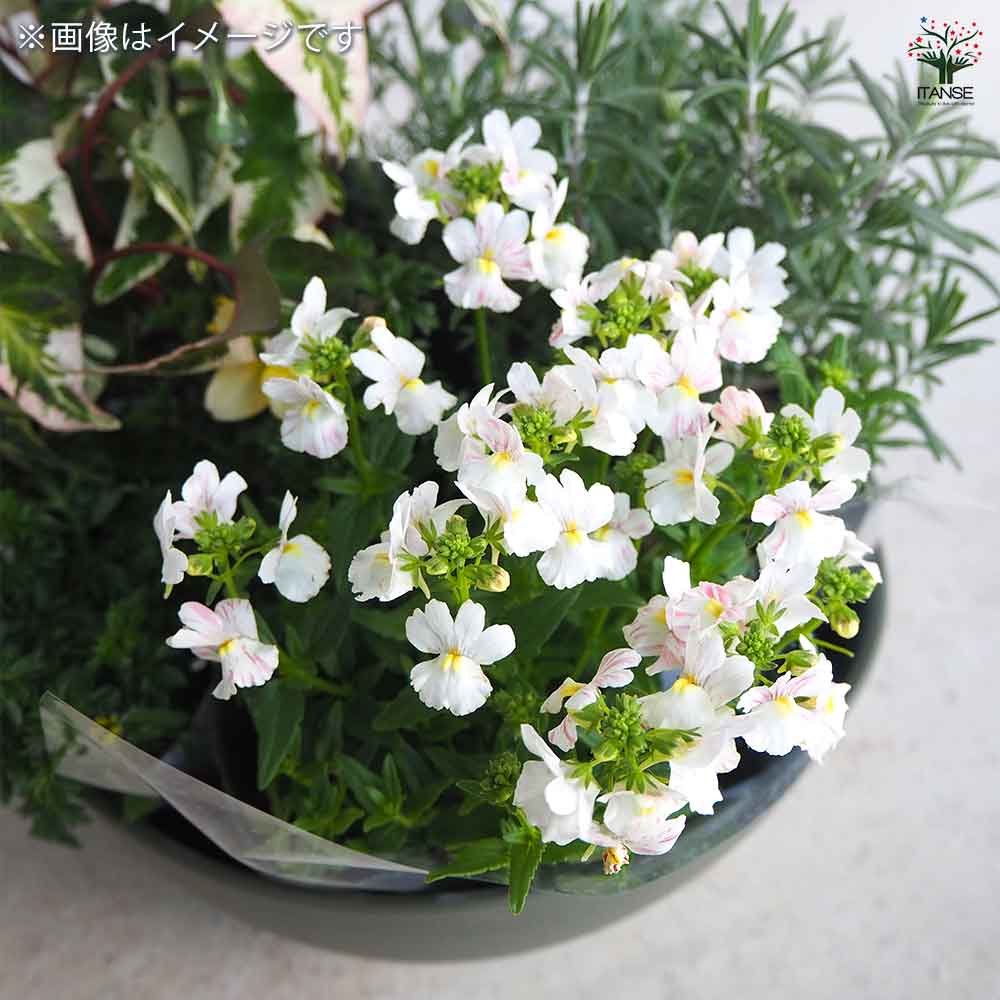 ギャザリン ボウル グリーン 【資材 Sサイズ 季節の花苗＆カラーリーフ寄せ植え風 投げ込みBセット】