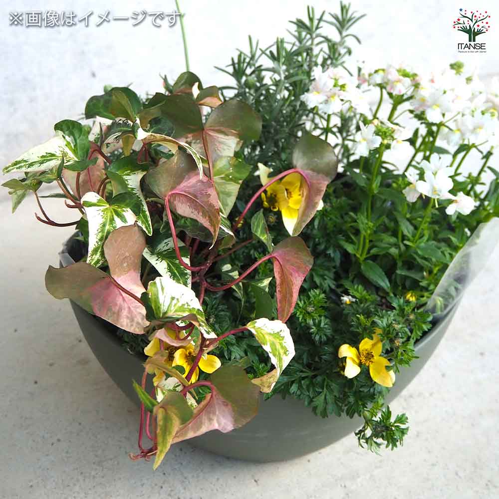 ギャザリン ボウル グリーン 【資材 Sサイズ 季節の花苗＆カラーリーフ寄せ植え風 投げ込みBセット】