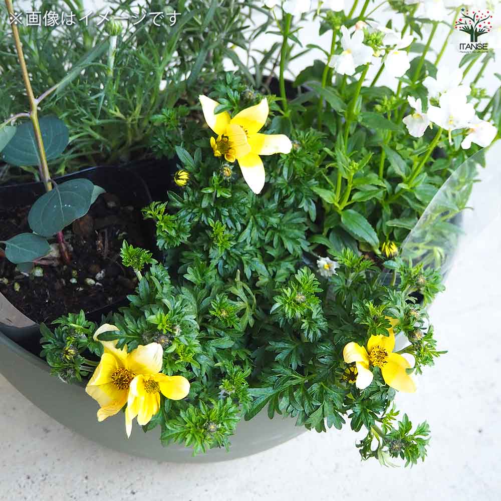 ギャザリン ボウル グリーン 【資材 Sサイズ 季節の花苗＆カラーリーフ寄せ植え風 投げ込みBセット】