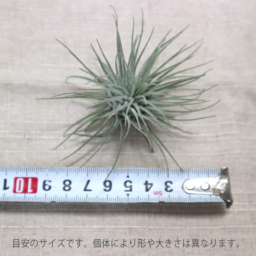 Itanse良品ｾﾚｸﾄ通販