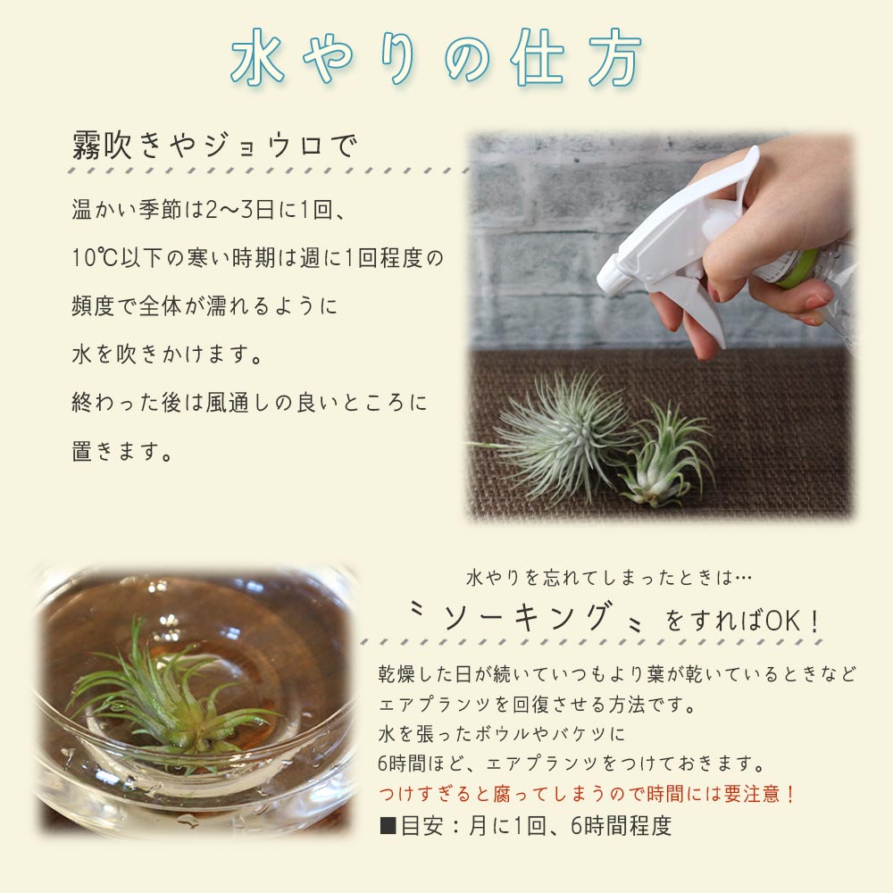エアープランツ チランジア フックシー・フックシー Lサイズ【幅約10cm
