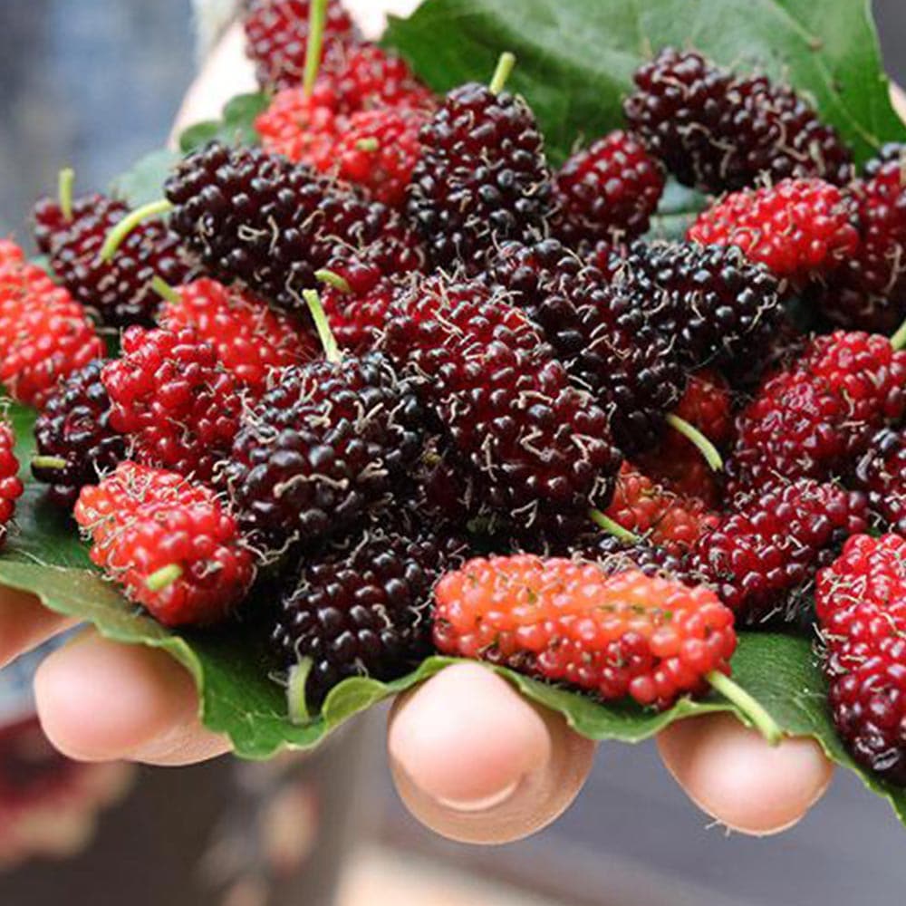 マルベリー(桑の実)の成木（挿木5年路地もの）