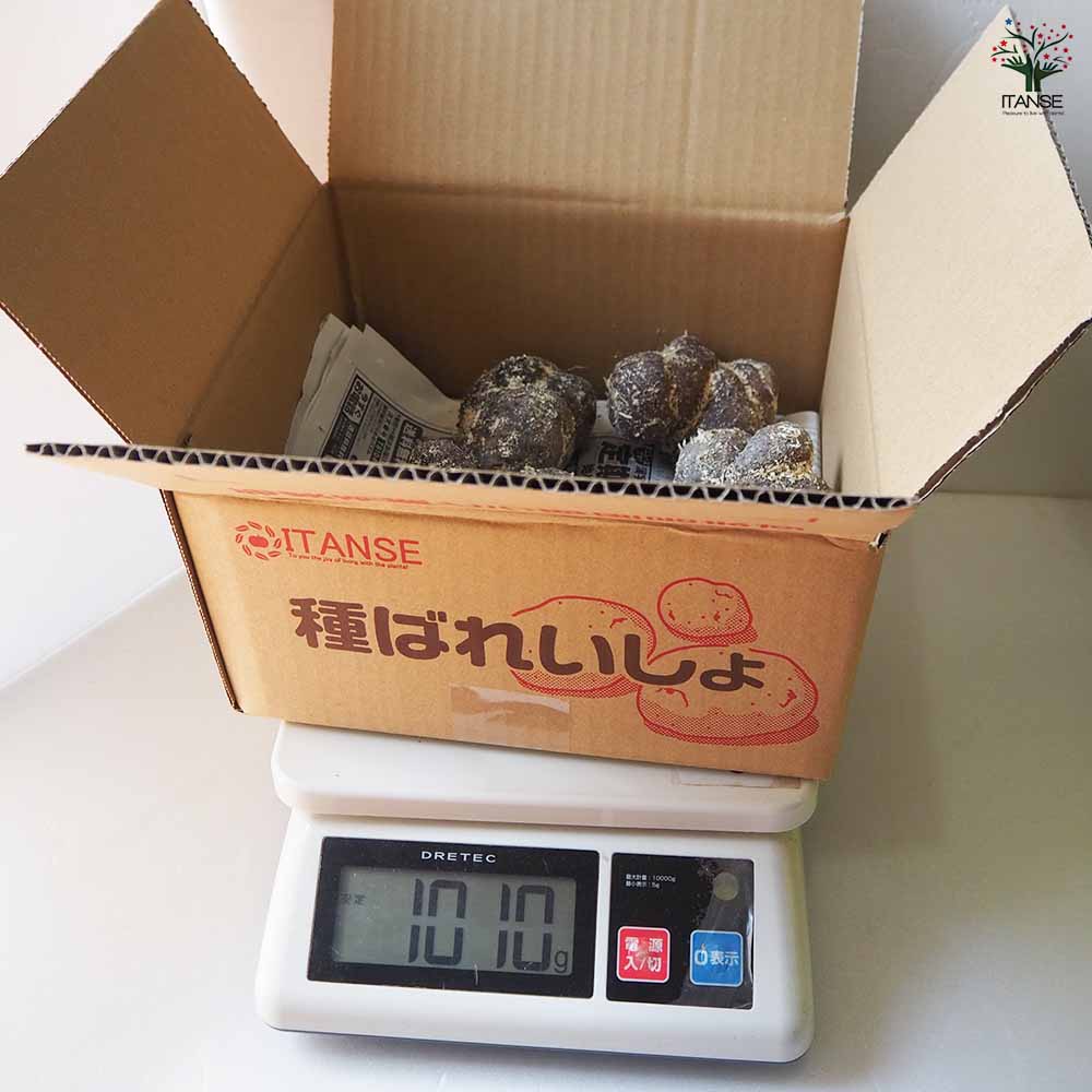 丹波山の芋 【野菜の苗 1kg／1個売り】