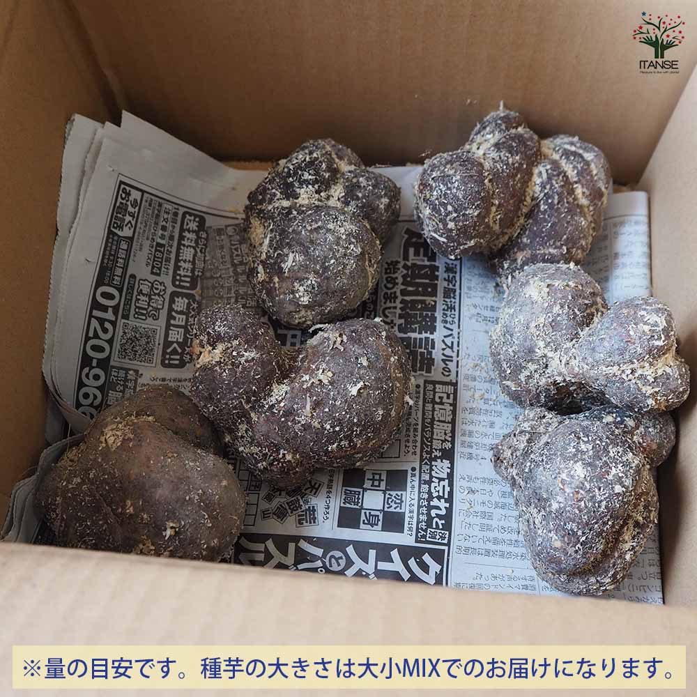 丹波山の芋 【野菜の苗 1kg／1個売り】