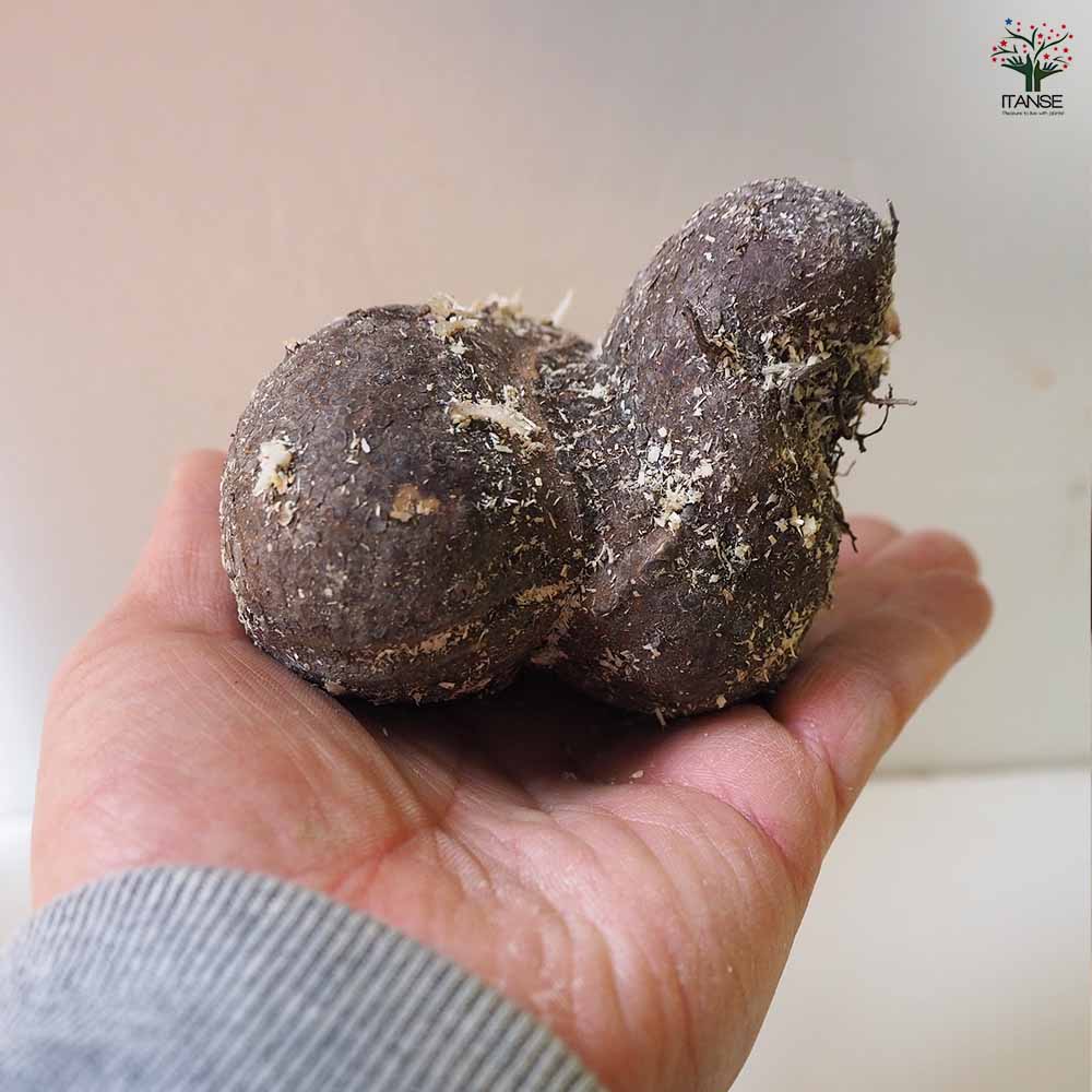 丹波山の芋 【野菜の苗 1kg／1個売り】