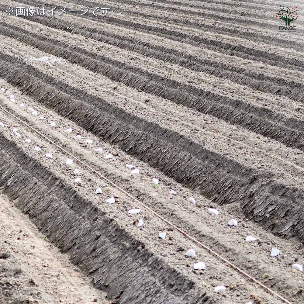 丹波山の芋 【野菜の苗 1kg／1個売り】