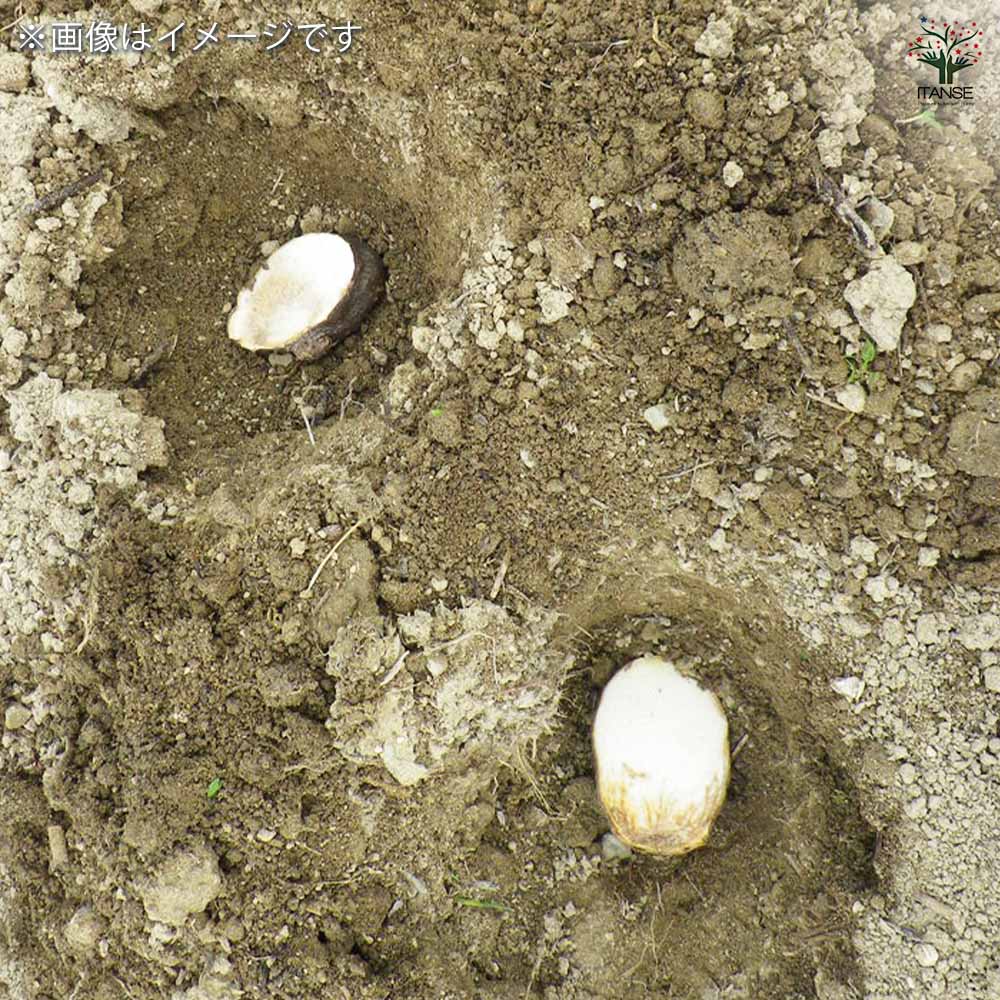 丹波山の芋 【野菜の苗 1kg／1個売り】