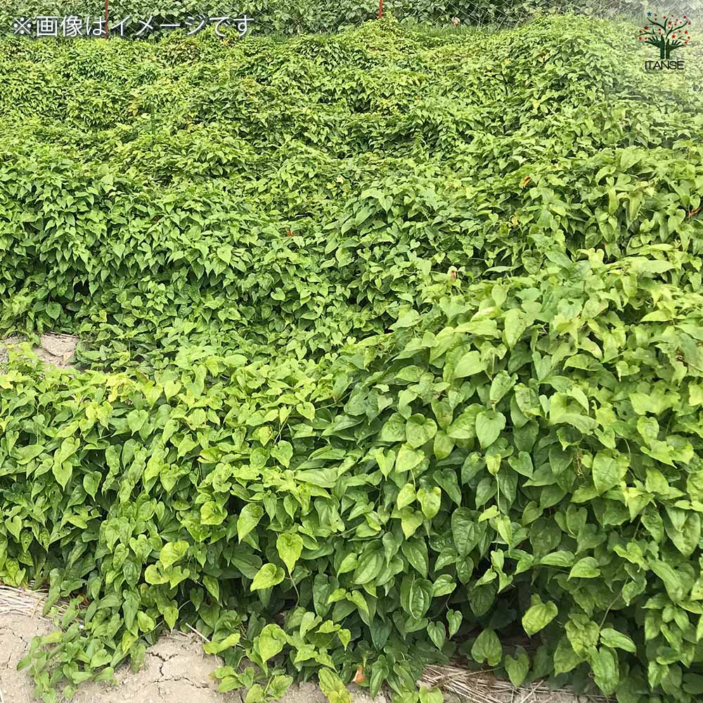 丹波山の芋 【野菜の苗 1kg／1個売り】