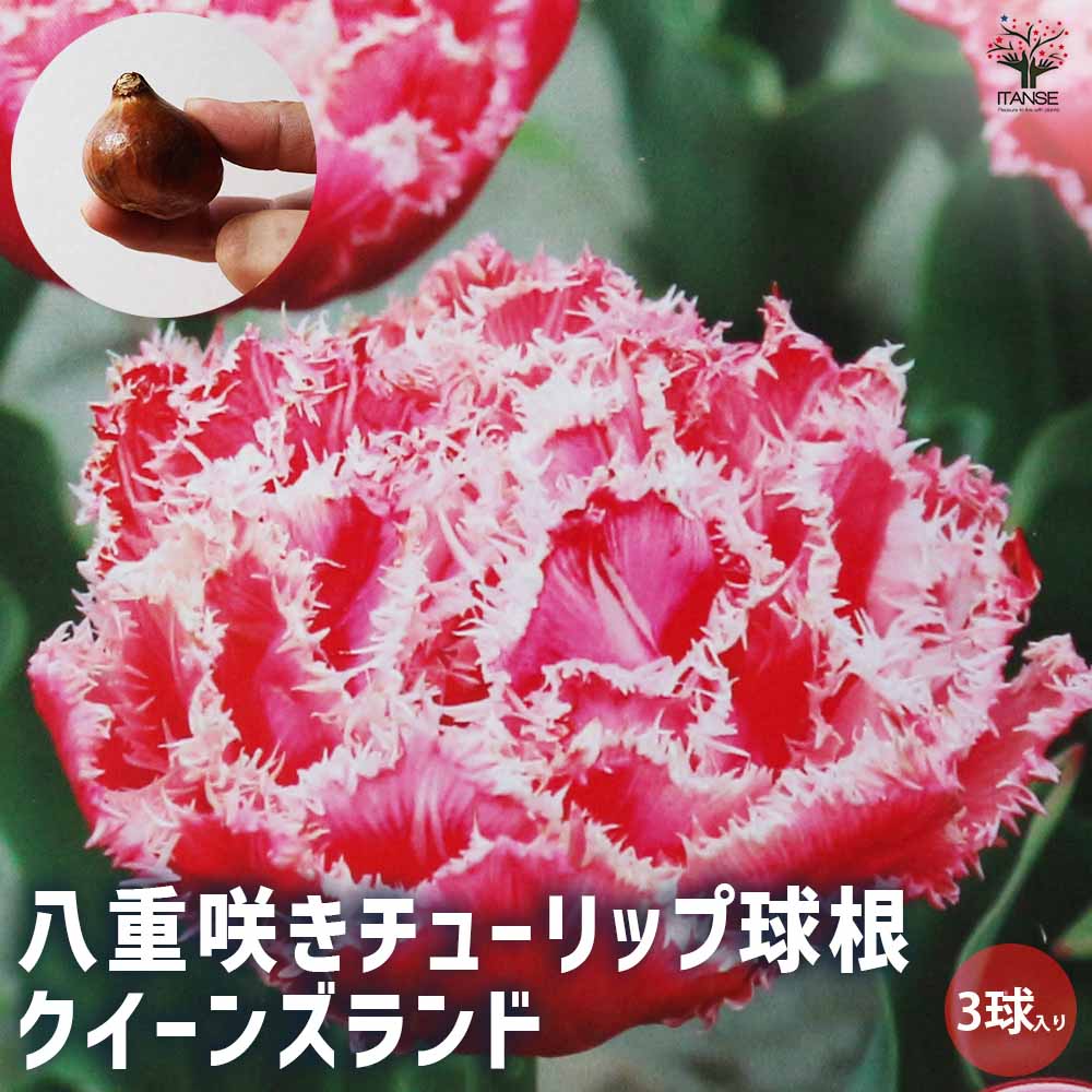 八重咲きチューリップ クイーンズランド