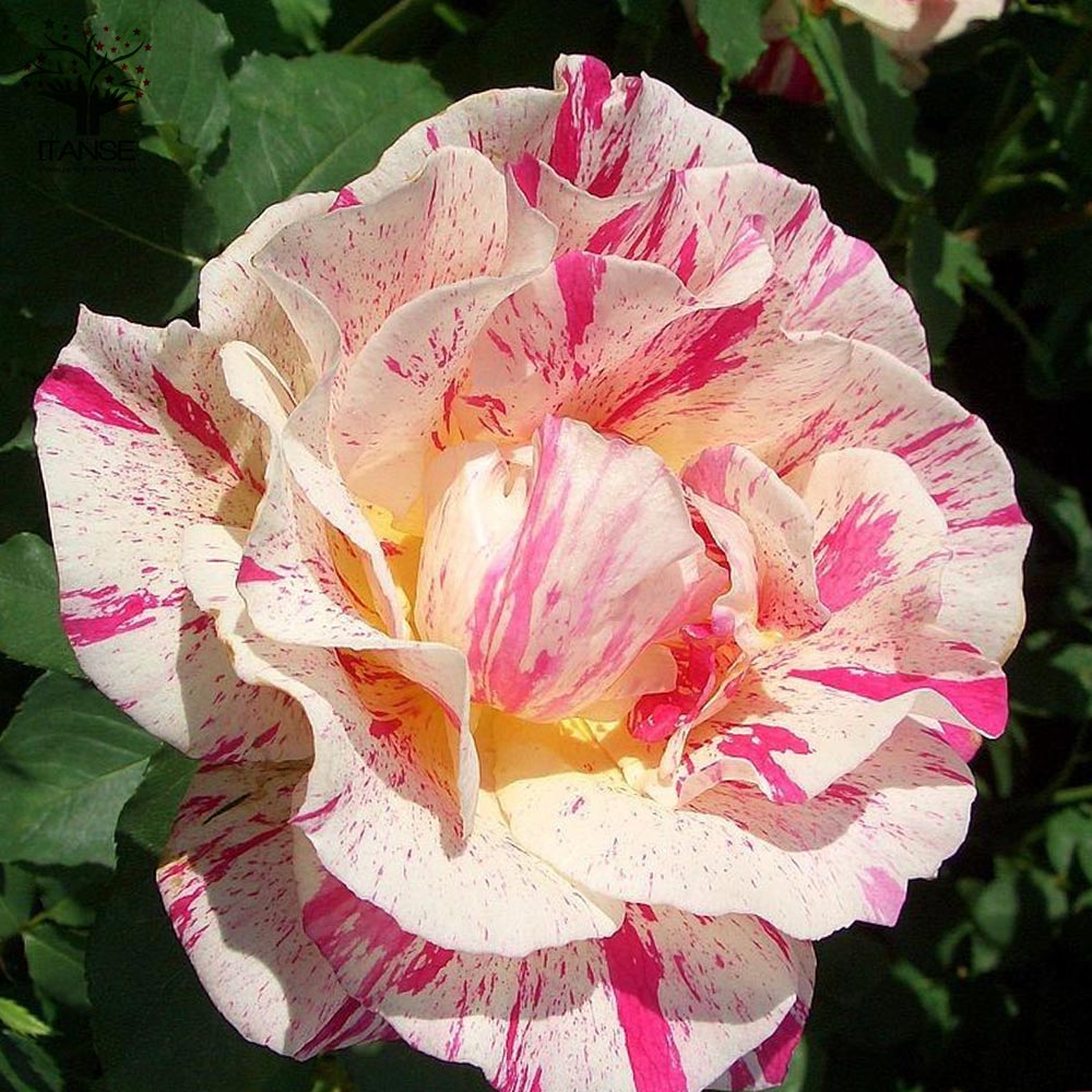 クリストファー・ド・コンベンシャンシュラブローズ 新苗 薔薇【花苗 4