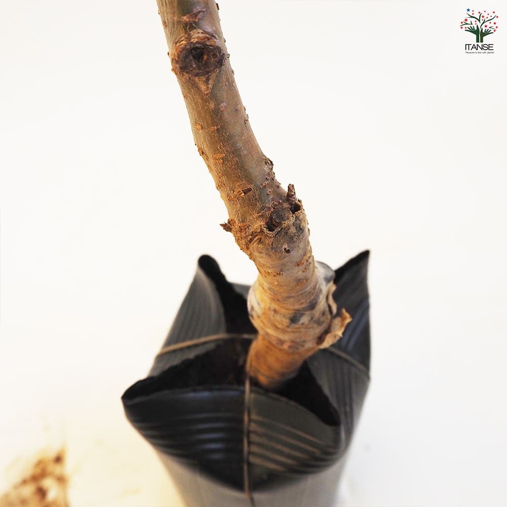 さくらんぼの苗木 選抜佐藤錦 【果樹の苗木 4.5号ポット／1個売り