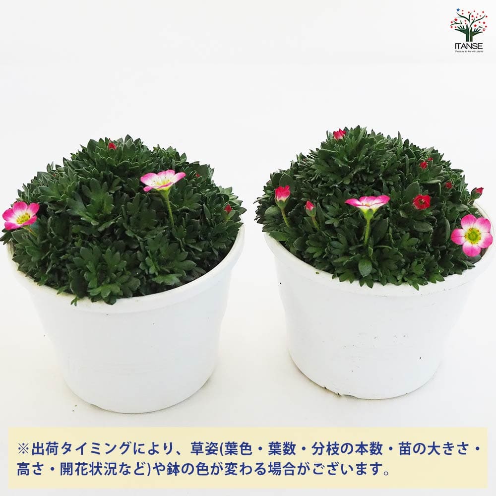 雲間草(クモマグサ) ピンク 【花木苗 4号鉢】｜ 【植物のITANSE