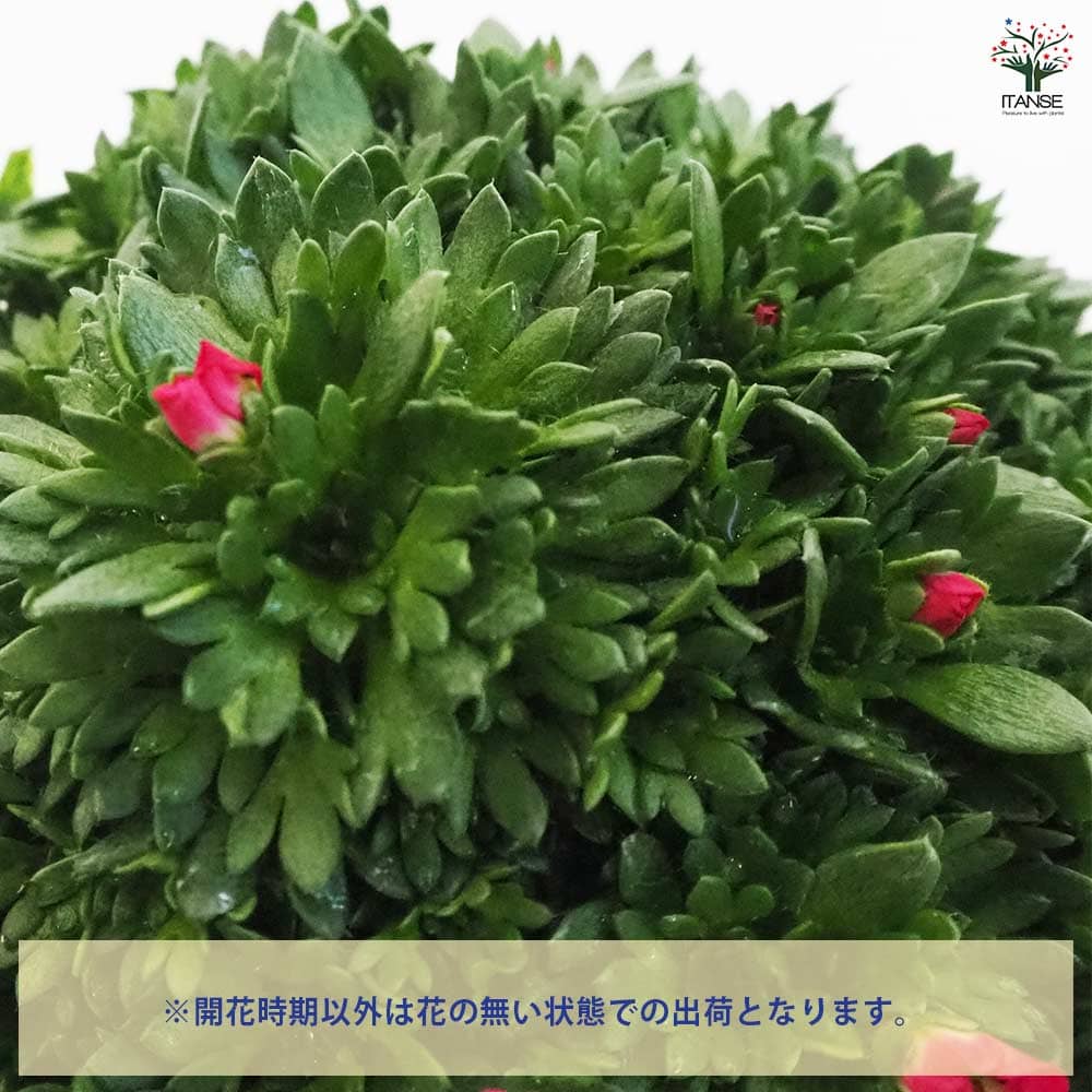 雲間草(クモマグサ) ピンク 【花木苗 4号鉢】｜ 【植物のITANSE