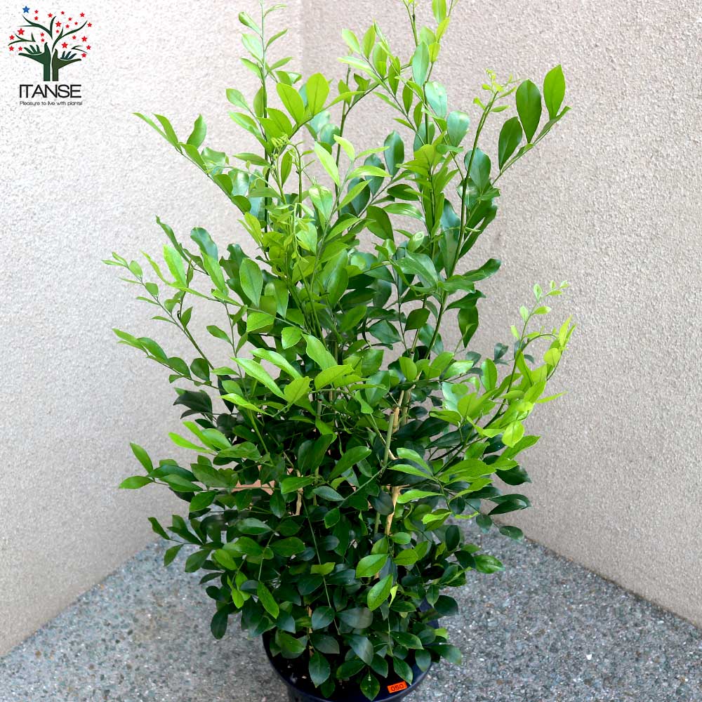 シルクジャスミン 【観葉植物 8号Lサイズ/1個売り】