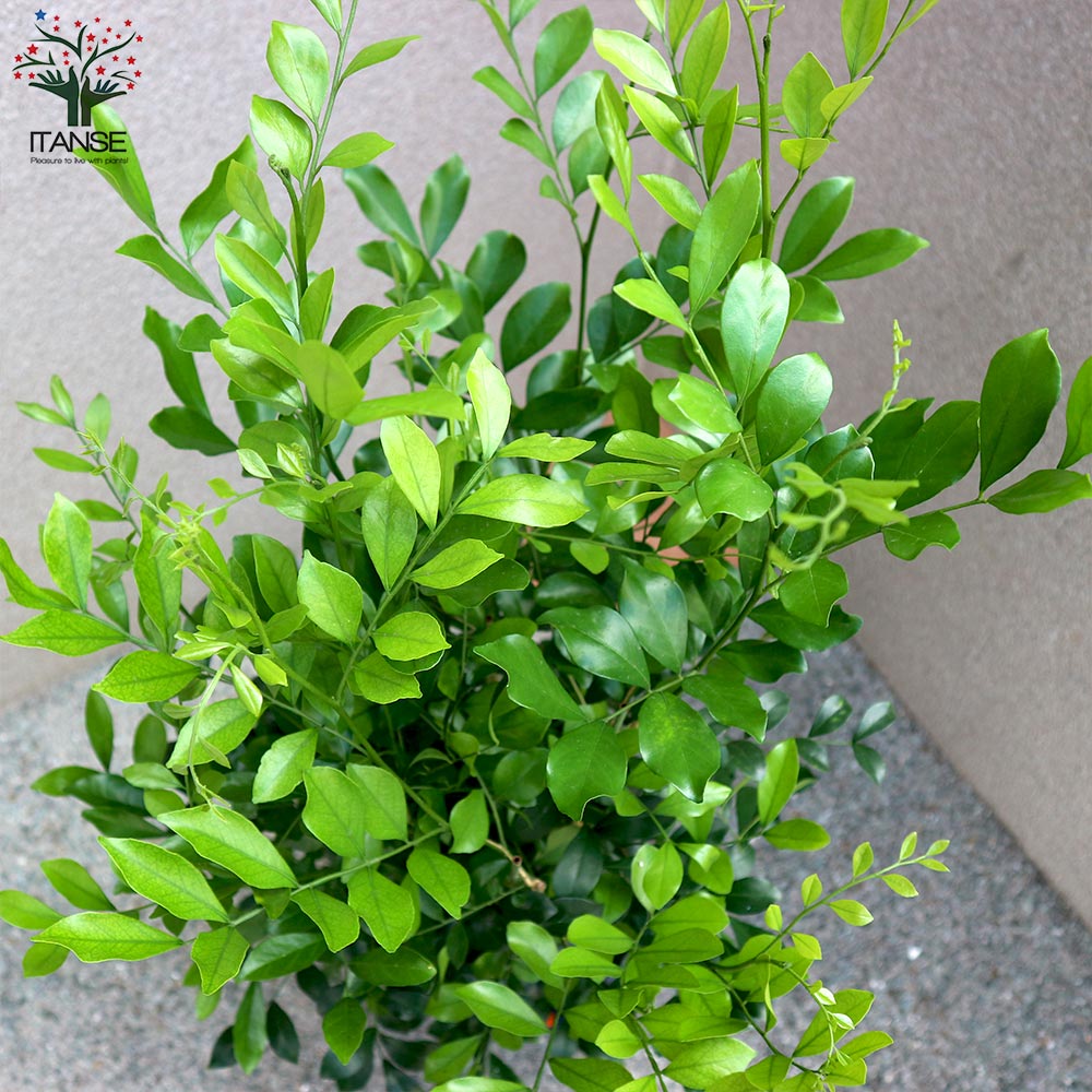 シルクジャスミン 【観葉植物 8号Lサイズ/1個売り】