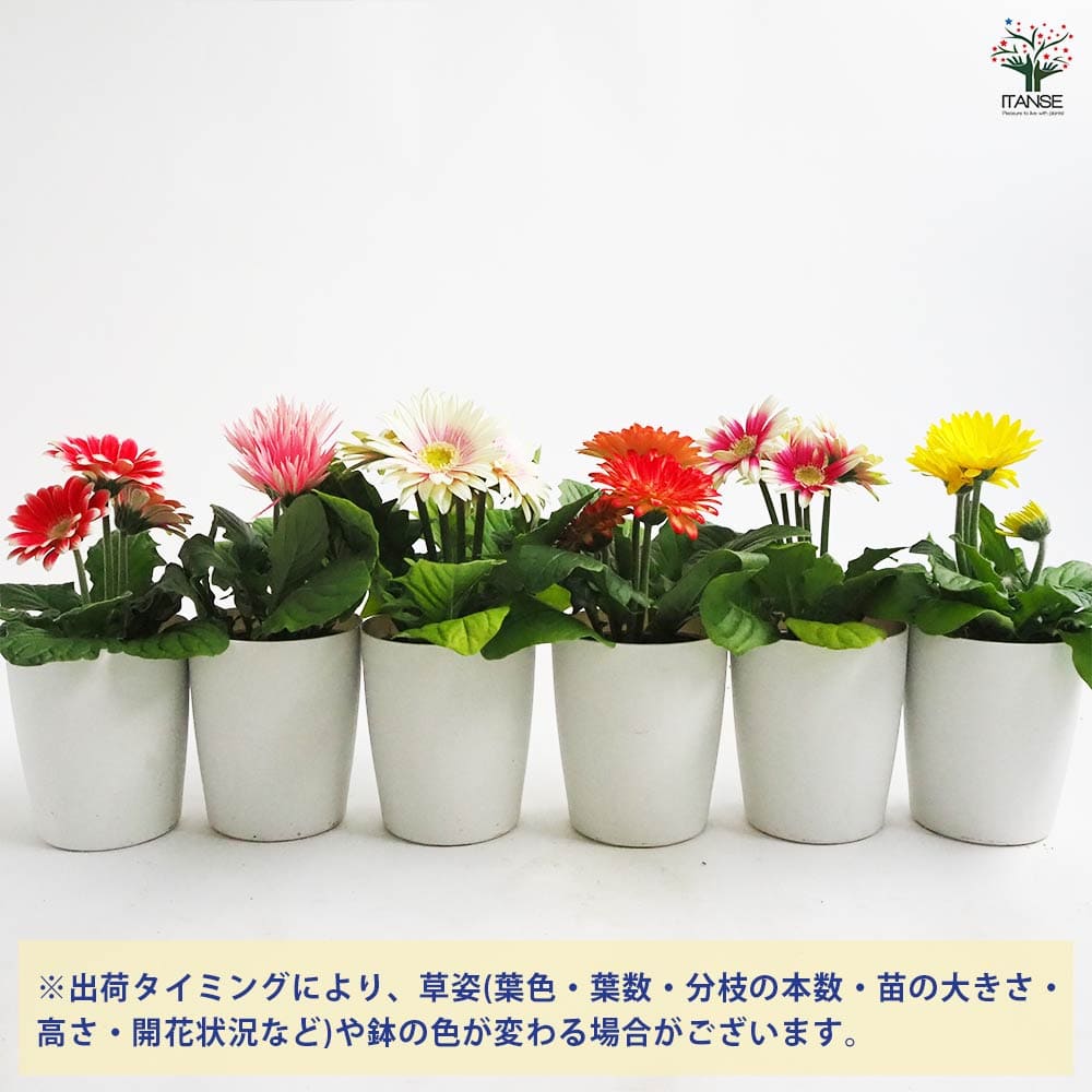 ミニガーベラ 品種mix 【花苗 3.5号】｜ 【植物のITANSE】全品