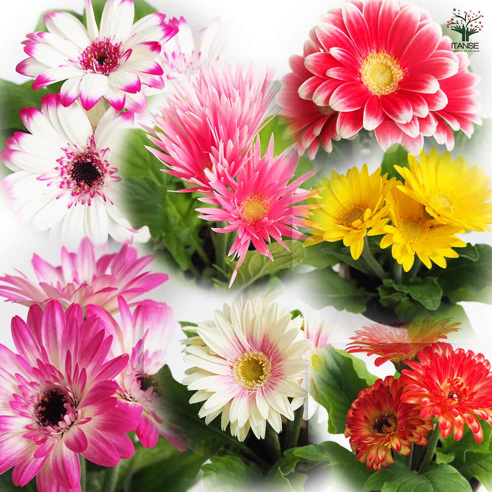 ミニガーベラ 品種mix 【花苗 3.5号】｜ 【植物のITANSE】全品