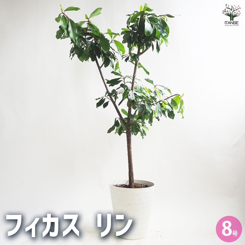 フィカス リン 【観葉植物 8号鉢／1個売り】｜ 【植物のITANSE