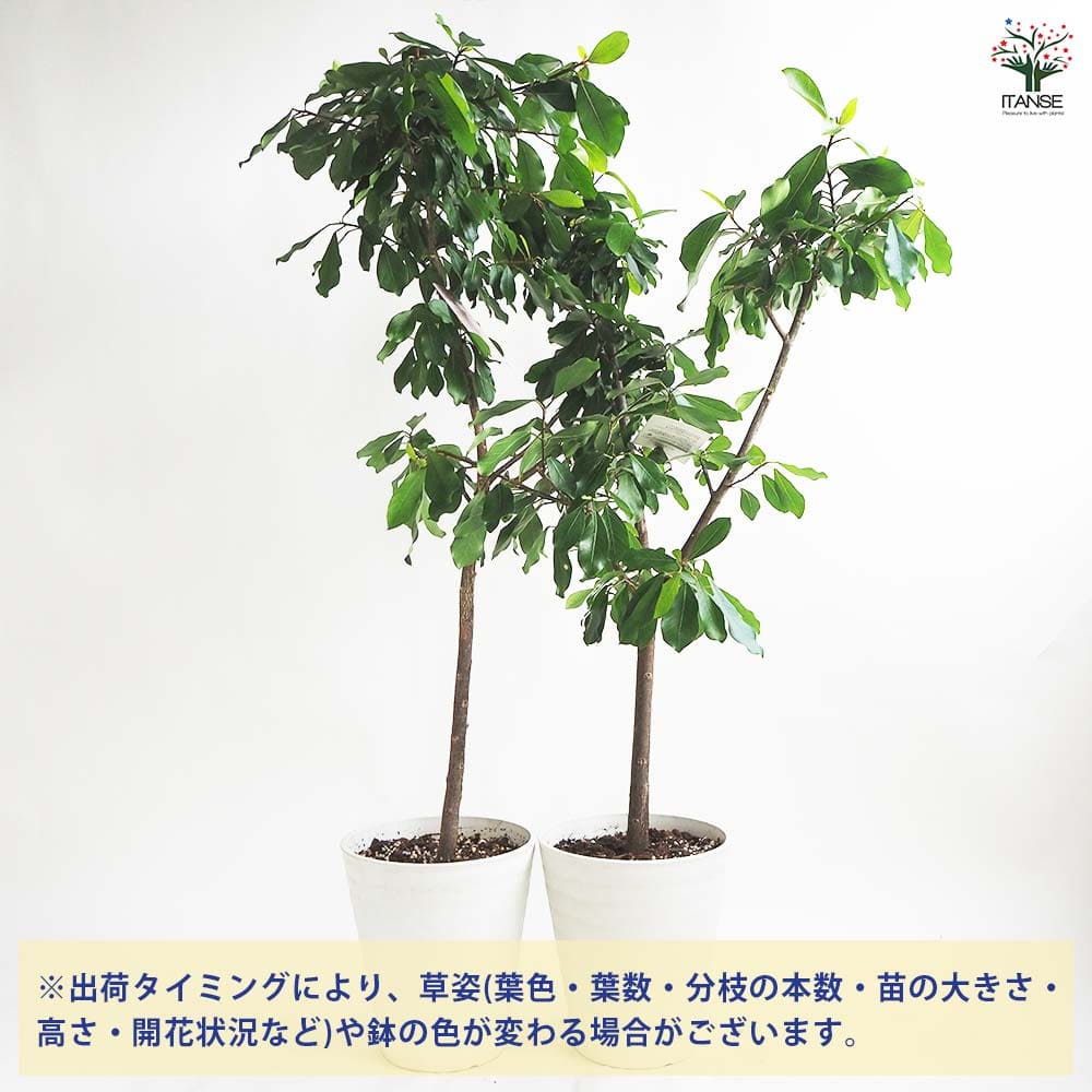 フィカス リン 【観葉植物 8号鉢／1個売り】｜ 【植物のITANSE