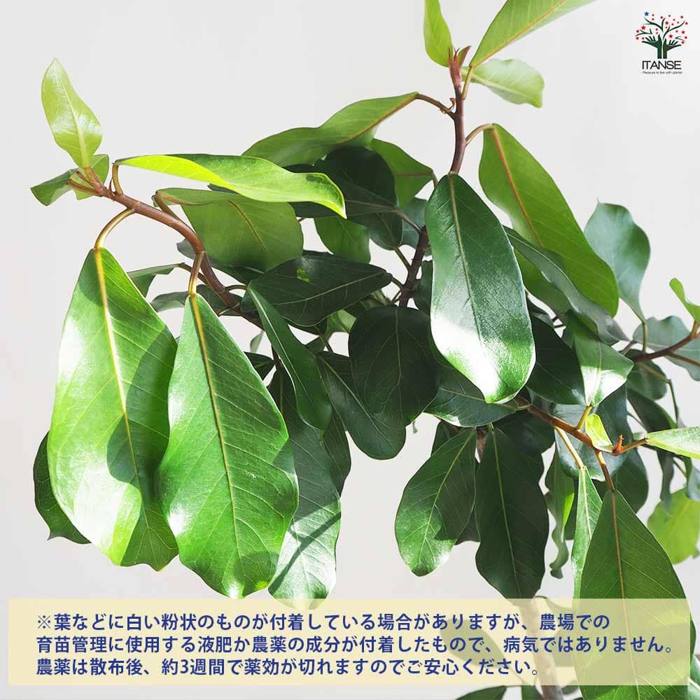 フィカス リン 【観葉植物 8号鉢／1個売り】｜ 【植物のITANSE