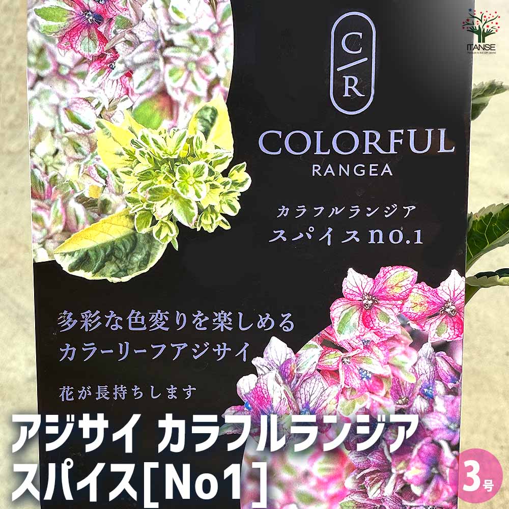【花苗】カラフルランジア　スパイス　no.1 花芽付き　斑入り　ポットごと発送 花苗】カラフルランジア スパイス no.1 花芽付き 斑入り ポットごと