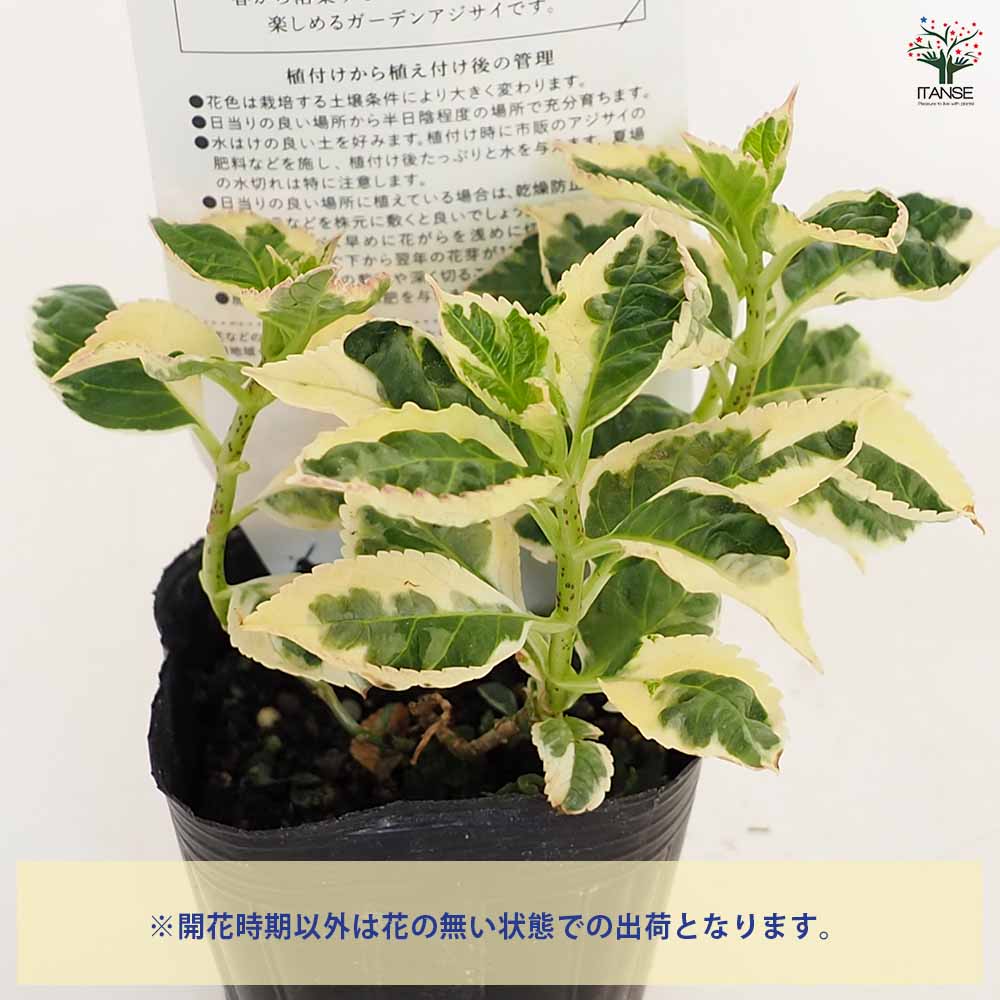 アジサイ苗 楽天市場】予約販売 アジサイ 龍鳳 9cmポット 登録品種