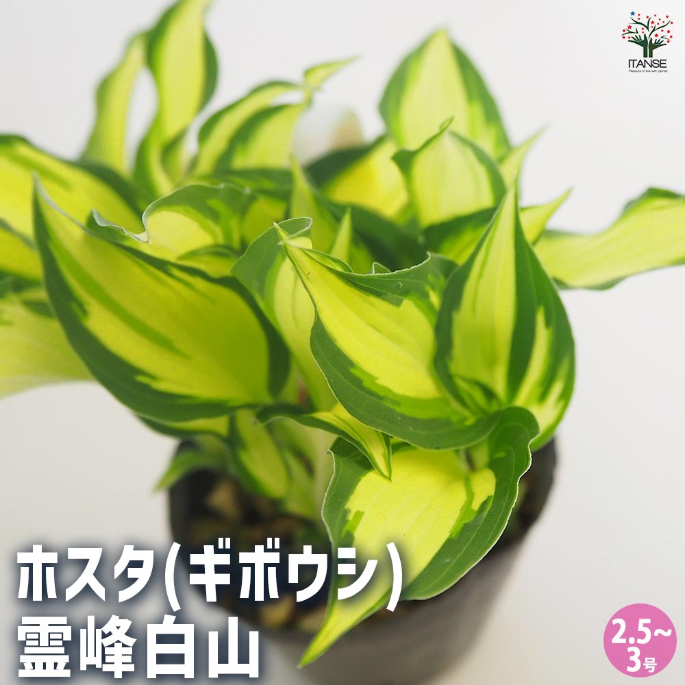 ホスタ(ギボウシ) 霊峰白山 【花苗 2.5～3号】｜ 【植物のITANSE