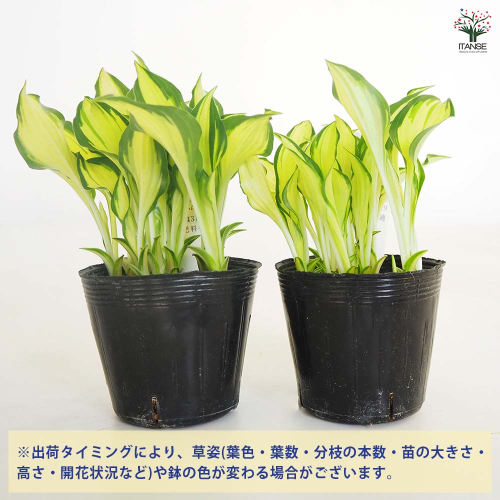 ホスタ(ギボウシ) 霊峰白山 【花苗 2.5～3号】｜ 【植物のITANSE
