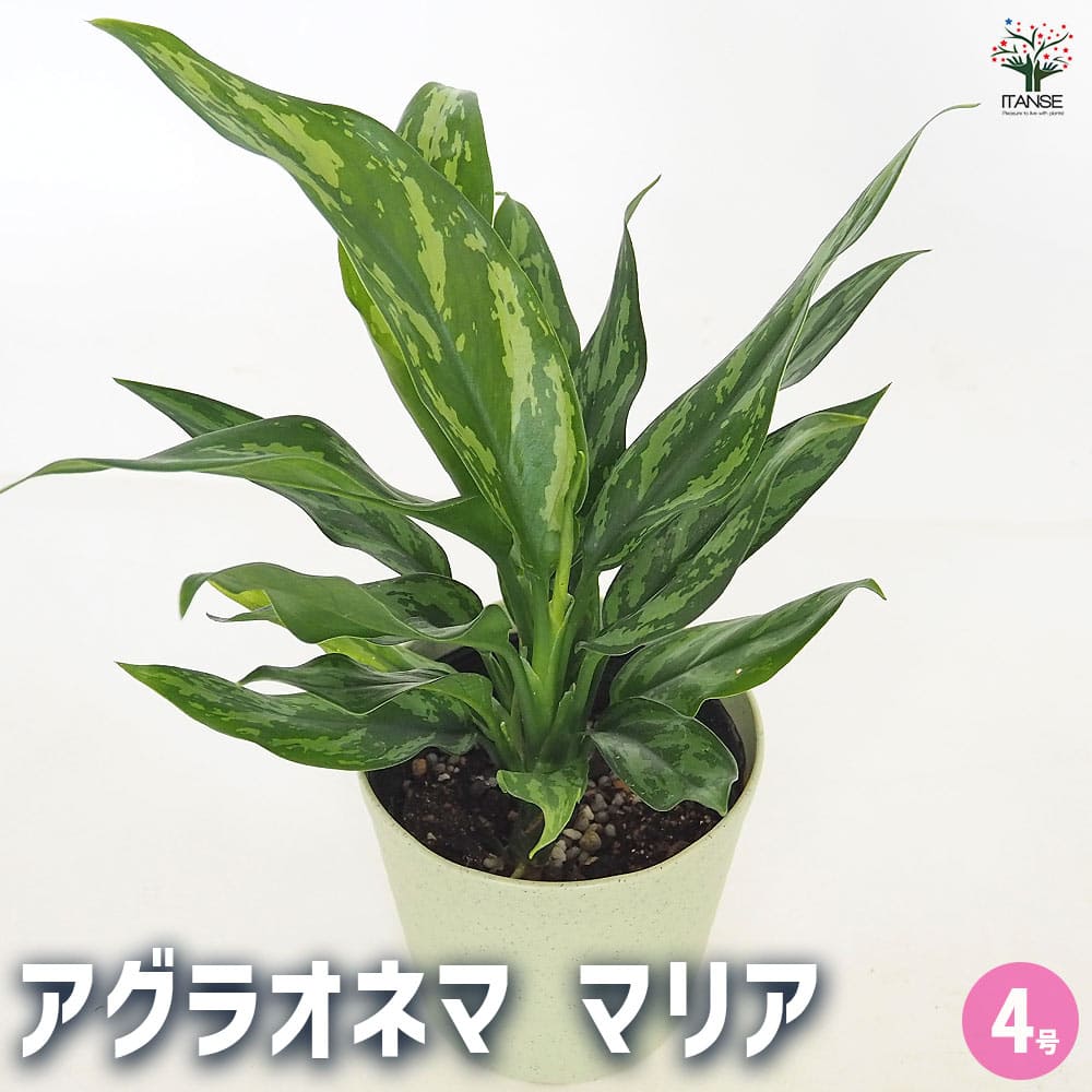 アグラオネマ マリア 【観葉植物 4号／1個売り】｜ 【植物の
