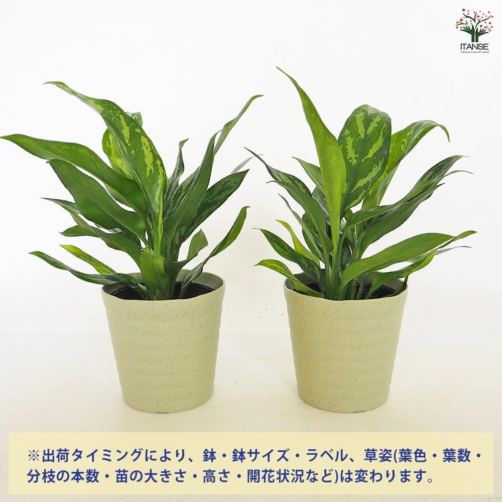 アグラオネマ マリア 【観葉植物 4号／1個売り】｜ 【植物の