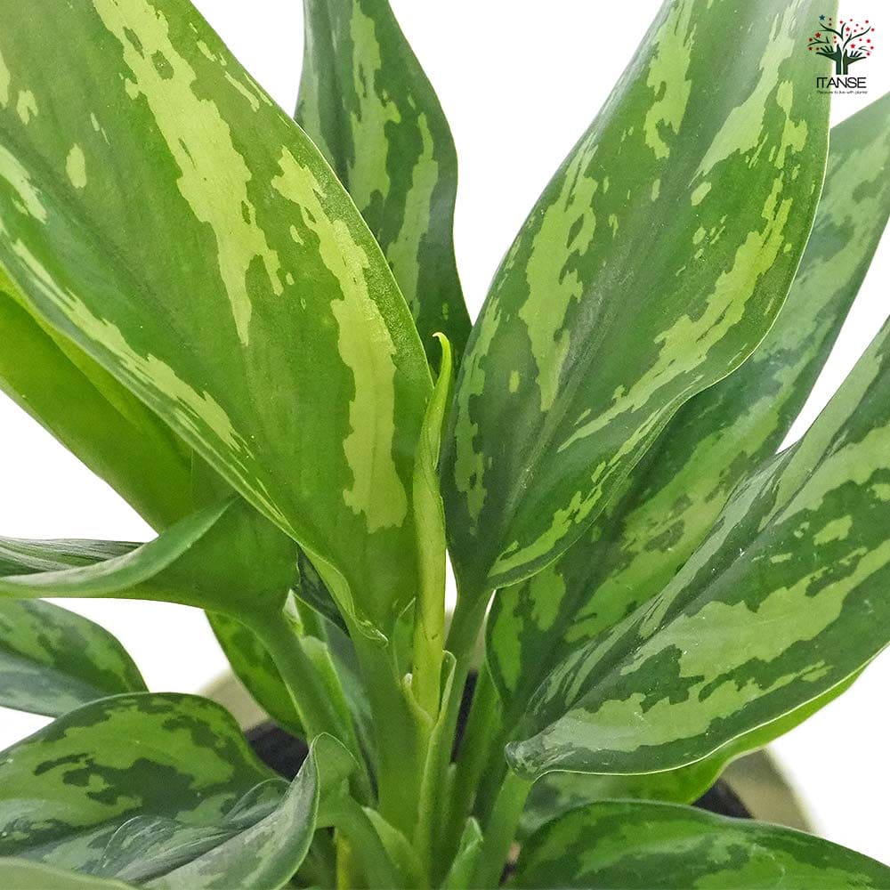 アグラオネマ マリア 【観葉植物 4号／1個売り】｜ 【植物の