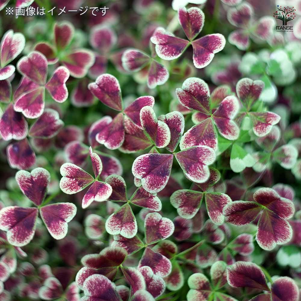 クローバー ティント ナイト2個～ 【花苗 3号】｜ 【植物の