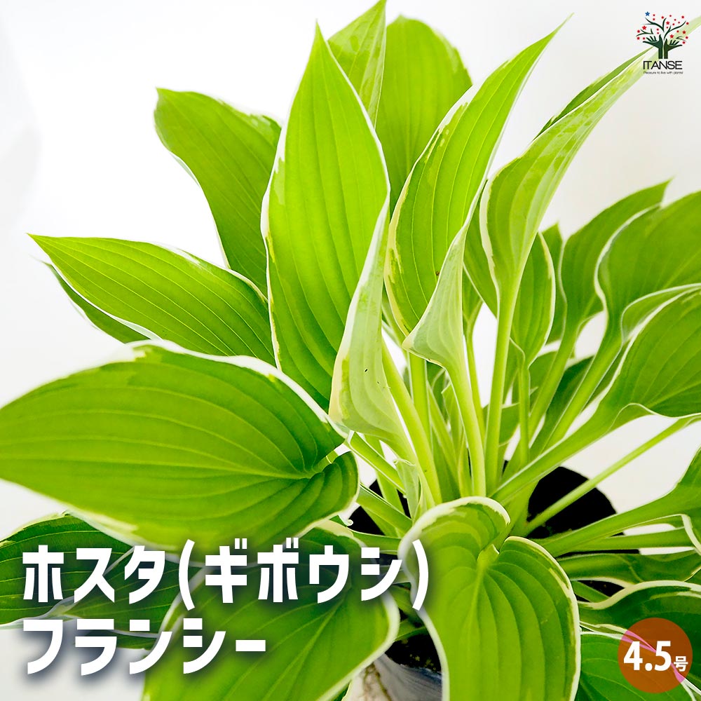 ホスタ(ギボウシ) フランシー 【花木苗 4.5号／1個売り】｜ 【植物の
