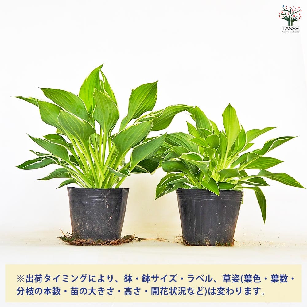ホスタ(ギボウシ) フランシー 【花木苗 4.5号／1個売り】｜ 【植物の