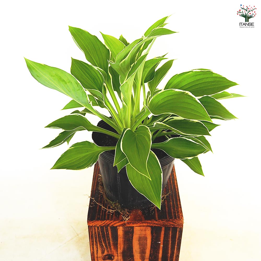 ホスタ(ギボウシ) フランシー 【花木苗 4.5号／1個売り】｜ 【植物の